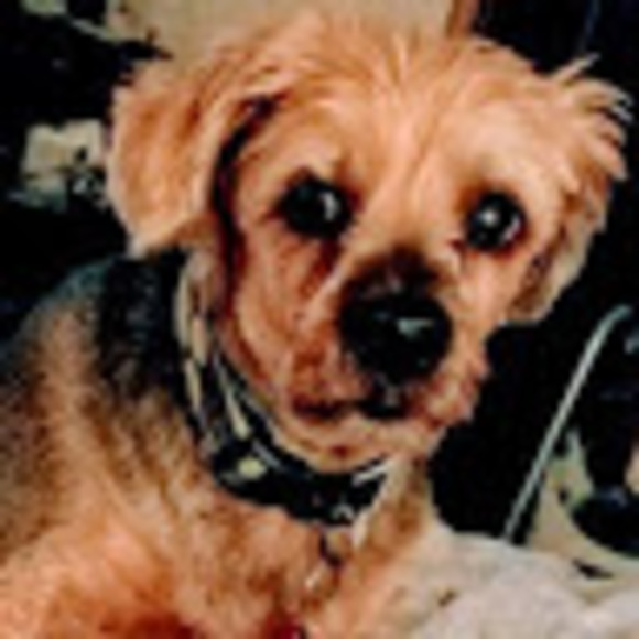 Meet your Posher, Wilma - Picture 1 of 1